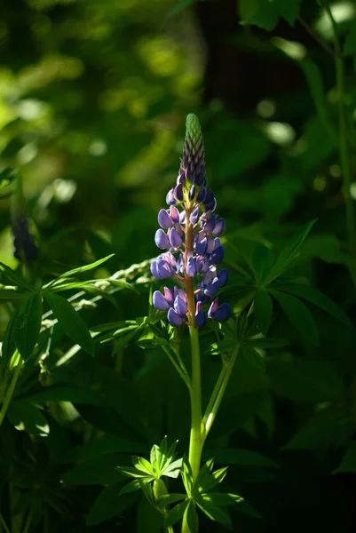 Lupinus mor ve mavi çiçekler. Mor ve pembe lupin demeti