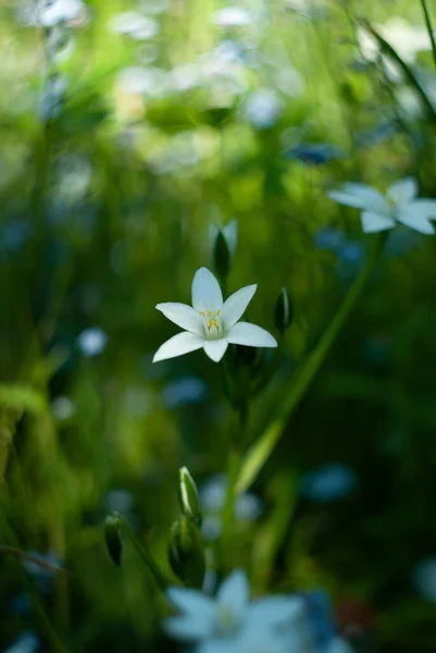 Ornithogalum Umbellatum Λευκό Λουλούδι Αστέρι Στον Κήπο Καλλιτεχνικό Φόντο Bokeh — Φωτογραφία Αρχείου