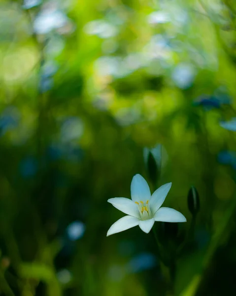 Ornithogalum Umbellatum Λευκό Λουλούδι Αστέρι Στον Κήπο Καλλιτεχνικό Φόντο Bokeh — Φωτογραφία Αρχείου