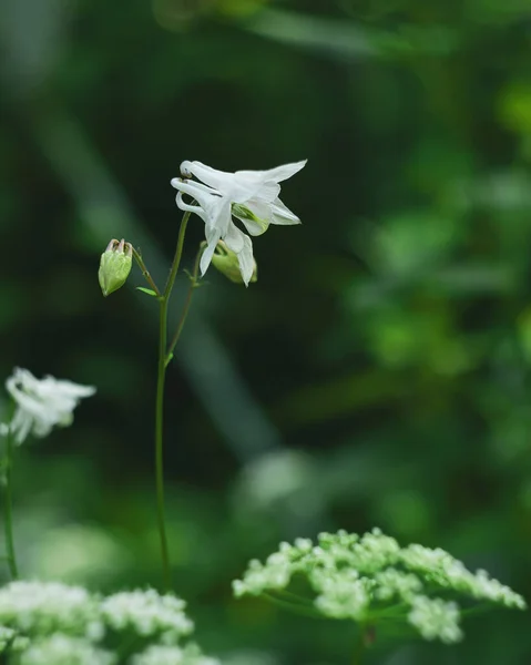 White columbine flower on a green and white blurred background. Aquilegia bloom
