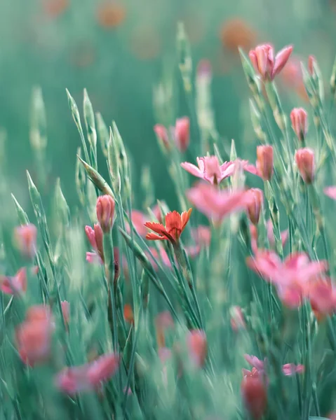 Küçük pembe çimenler, yabani çiçekler. Soyut bahar ya da yaz mevsimi, bulanık doğa çiçekli arka plan