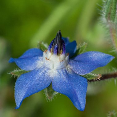 Borago officinalis çiçeği (ayrıca yıldız çiçeği olarak da bilinir), Boraginaceae familyasından bir bitki türü.