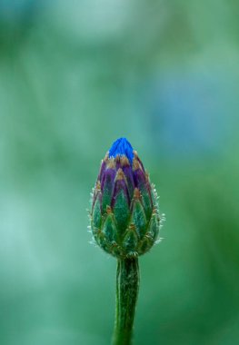 Güzel bulanık arkaplanda çiçek tomurcuğu ayrıntıları