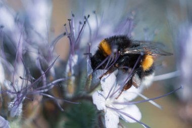 Yabanarısı nektar topluyor. Phacelia çiçeği (Akrep otu, heliotrop), Kuzey ve Güney Amerika 'da yetişen yıllık yaklaşık 200 bitki türüdür..