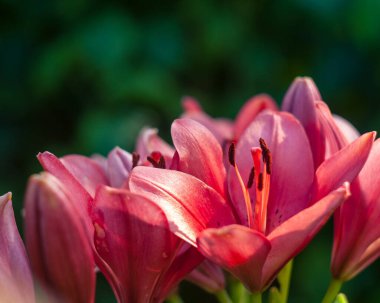 Bahçedeki pembe kırmızı zambağın yakın çekimi.