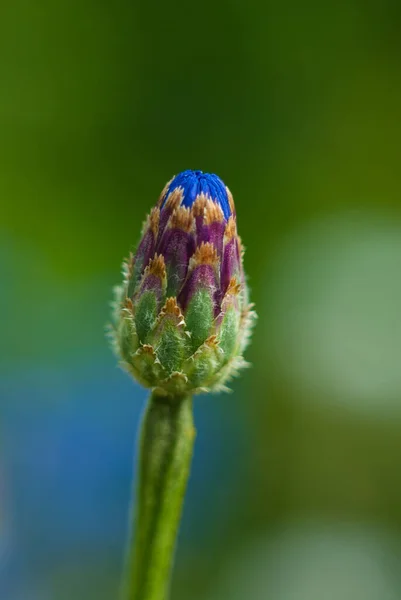 Dettagli Del Bocciolo Fiordaliso Bellissimo Sfondo Sfocato — Foto Stock