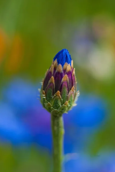Güzel bulanık arkaplanda çiçek tomurcuğu ayrıntıları