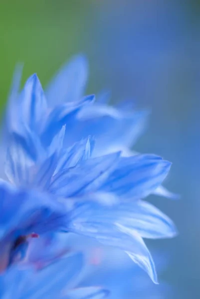 Blaue Kornblumenblütenblätter Makro Floraler Abstrakter Hintergrund — Stockfoto