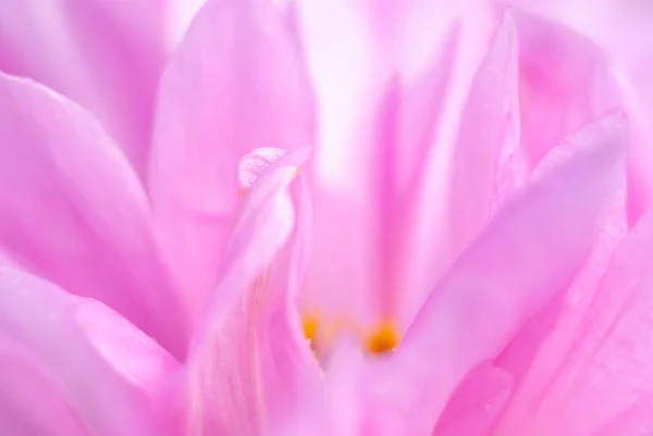 Rosa Blütenblätter Floraler Abstrakter Hintergrund — Stockfoto