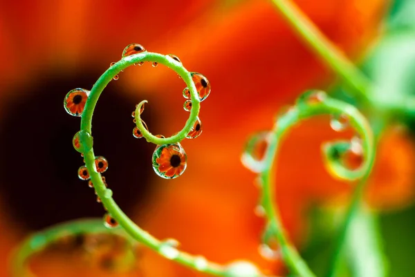 Sanfte Kräuselung Einer Grünen Erbsenpflanze Mit Blütenreflexion Auf Den Wassertropfen — Stockfoto