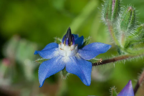 Синий Цветок Borago Officinalis Известный Звездчатка Является Однолетней Травой Семейства — стоковое фото
