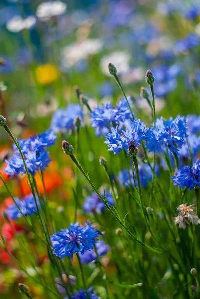 Blommande Blåa Majsblommor Trädgården Vacker Manuell Bokeh — Stockfoto