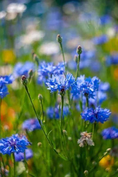 Blommande Blåa Majsblommor Trädgården Vacker Manuell Bokeh — Stockfoto