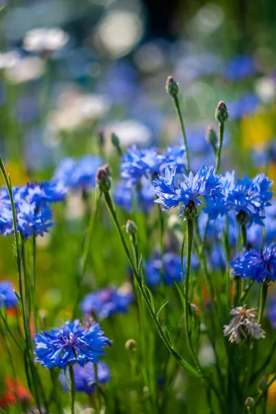 Blommande Blåa Majsblommor Trädgården Vacker Manuell Bokeh — Stockfoto