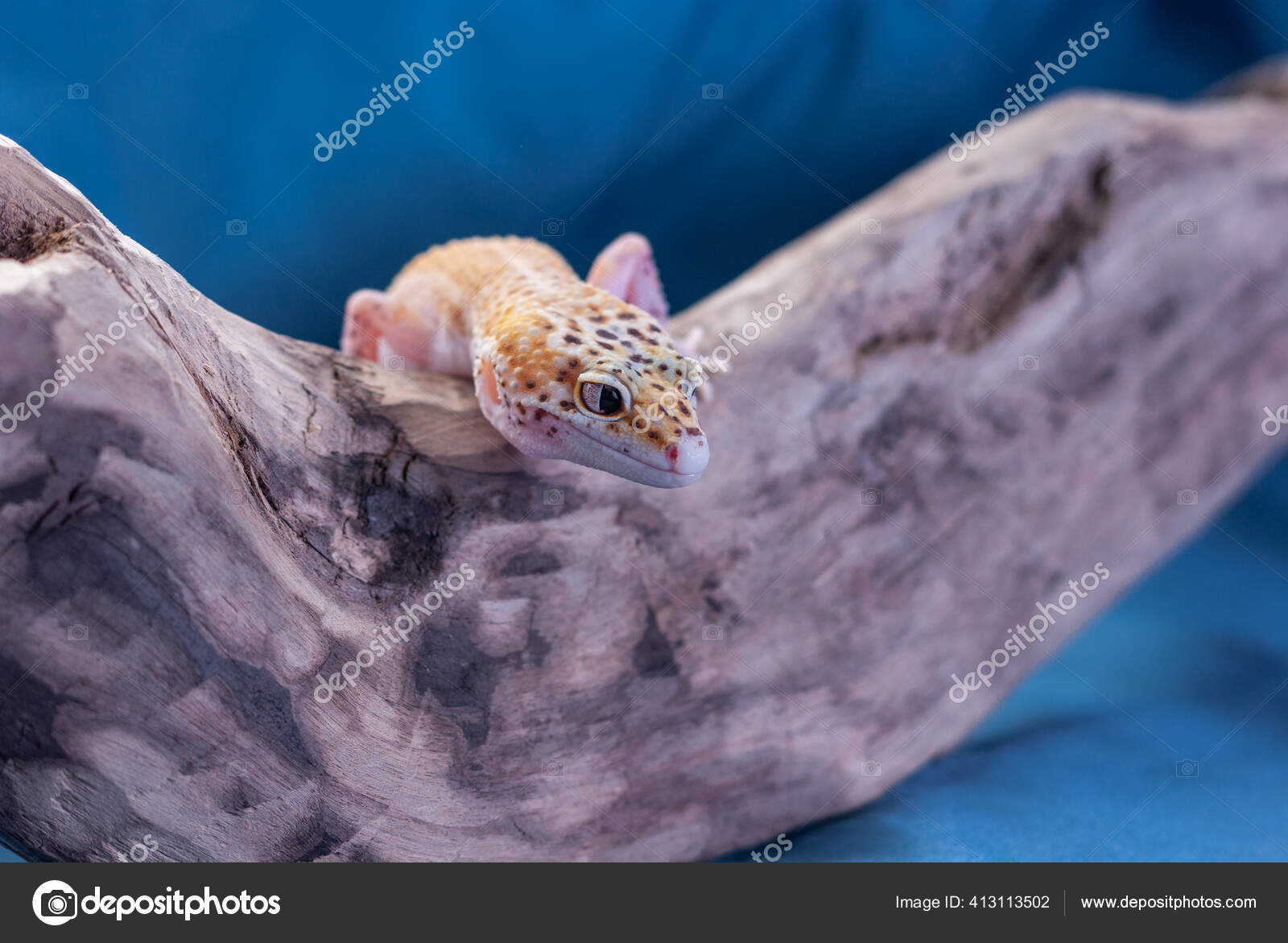 Common Leopard Gecko Eublepharis Macularius Has Become