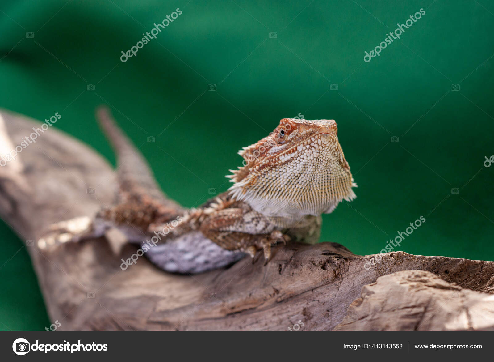 Bearded Dragon, Pogona vitticeps, Native to Australia