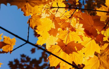 Mavi gökyüzünde sarı akçaağaç yaprakları. Sonbahar güneşli bir şehirde