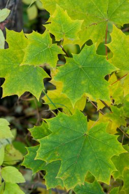 Sarı ve yeşil akçaağaç yaprakları dalda. Doğal sonbahar arkaplanı
