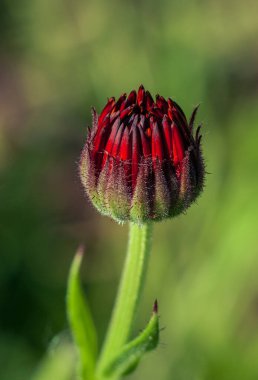 Kırmızı calendula çiçeği tomurcuğu yeşil bir çayırda açmaya hazırlanıyor..