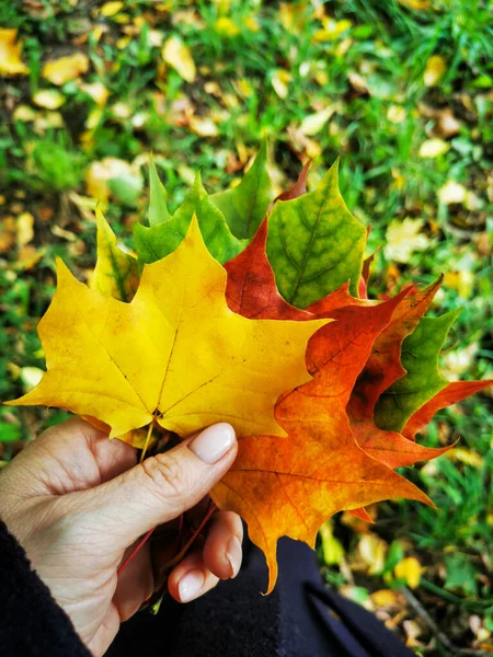 Avrupai bir kızın eli çimenlerin üzerinde dikkatlice sonbahar sarısı, kırmızı ve yeşil akçaağaç yaprakları tutuyor..