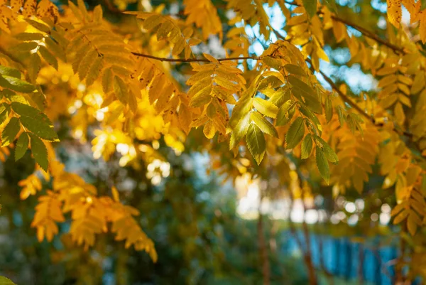 Yeşil ve sarkık yapraklı Rowan ağacı dalı. Doğal sonbahar arkaplanı.