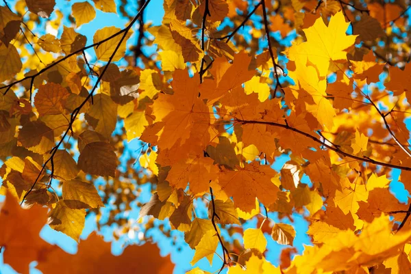 Mavi gökyüzünde sarı akçaağaç yaprakları. Sonbahar güneşli bir şehirde