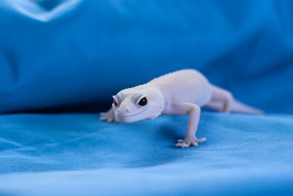 Mavi arkaplanda Rainwater albino gecko (Eublepharis macularius).