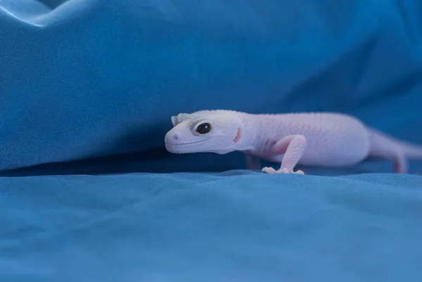 Mavi arkaplanda Rainwater albino gecko (Eublepharis macularius).