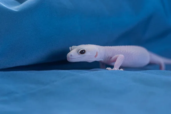 Rainwater Albino Gecko Eublepharis Macularius Sur Fond Bleu — Photo