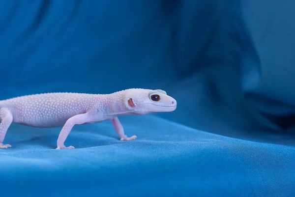Mavi arkaplanda Rainwater albino gecko (Eublepharis macularius).