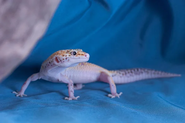 Mavi arkaplandaki yaygın leopar kertenkelesi. Eublepharis macularius popüler bir evcil hayvan haline gelmiştir ve bazen ilk evcil kertenkele türü olarak adlandırılır..