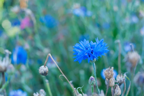 Blå Knopp Blomma Blommar Trädgård Vacker Colofull Suddig Konst Bakgrund — Stockfoto