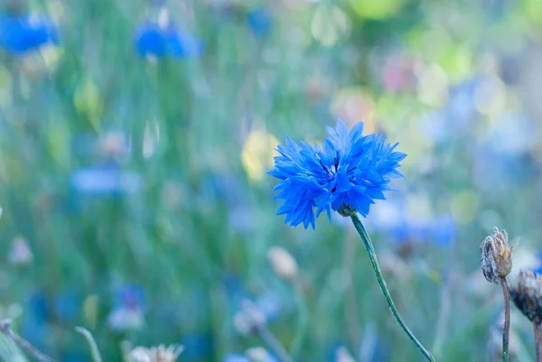 庭に青いナプブの花を咲かせます 美しいカラフルなぼやけたアートの背景 — ストック写真