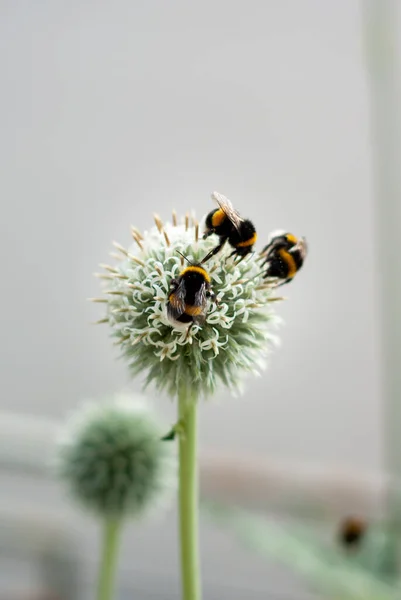 Echinops 'ta yaban arıları ya da ışık bulanık arka planda Globe Thistle.