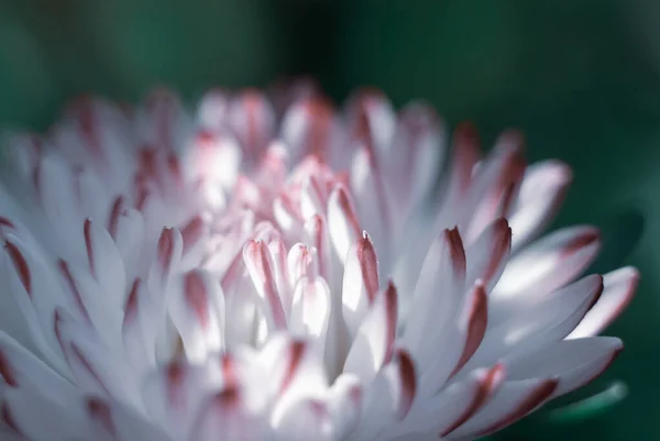 Beyaz ve mor paskalya çiçeği taç yapraklarını kapatır. Doğal çiçek arkaplanı