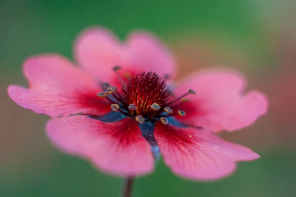 Kwiat Potentilla Nepalensis Pospolita Nazwa Nepal Cinquefoil Jest Wieloletnim Gatunkiem — Zdjęcie stockowe