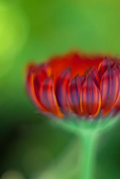 Bulanık arka planda güzel, rüya gibi kırmızı bir çiçek. Calendula 'nın makro görünümü