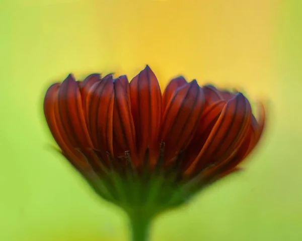 Schöne Märchenhafte Magische Rote Blume Auf Verschwommenem Hintergrund Makroaufnahme Der — Stockfoto