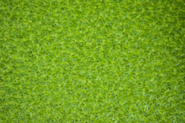 Yüzen bitkiler suyun yüzeyinde büyüyen küçük bitkiler ya da fidanlardır. Su yüzeyine büyük miktarlarda yayılmış, arka plan dokusuna yakın..