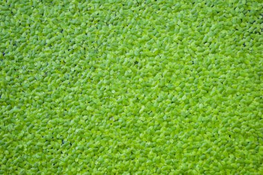 Yüzen bitkiler suyun yüzeyinde büyüyen küçük bitkiler ya da fidanlardır. Su yüzeyine büyük miktarlarda yayılmış, yeşil arkaplan dokusuna yakın..