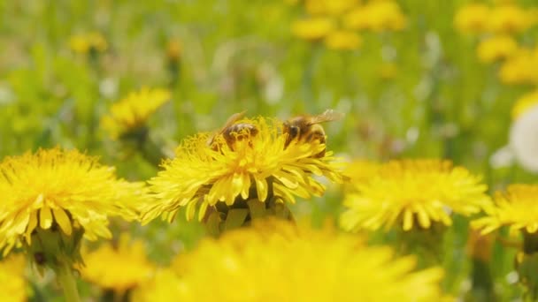 Včely sbírají pyl z květin — Stock video