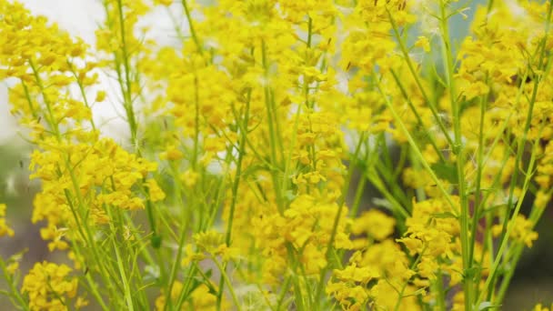 Löwenzahnsamen. Pusteblume im Frühling sonnige Wiese in Großaufnahme. — Stockvideo