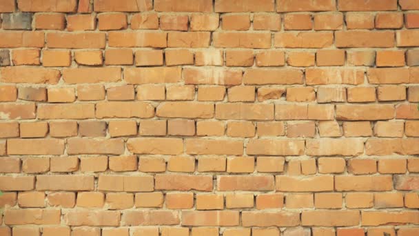 Empty brick wall background — Stock Video