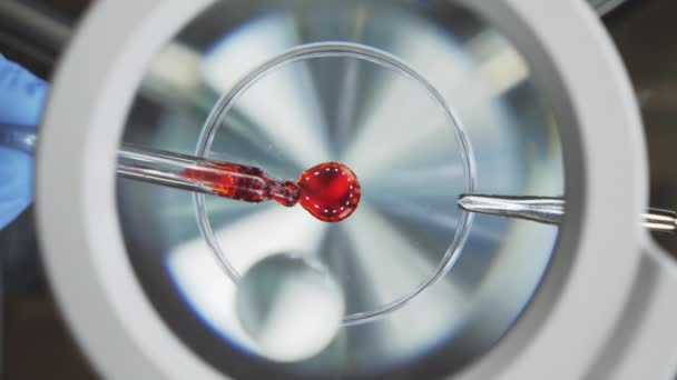 Σταγόνα αίματος κάτω από το μικροσκόπιο — Αρχείο Βίντεο