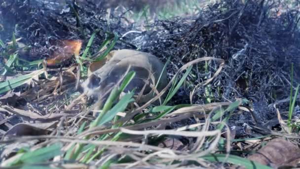 Huesos de animales quemados en un incendio forestal — Vídeos de Stock