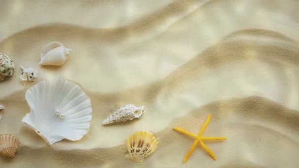 Homokos tengerfenék háttér kagylók — Stock videók