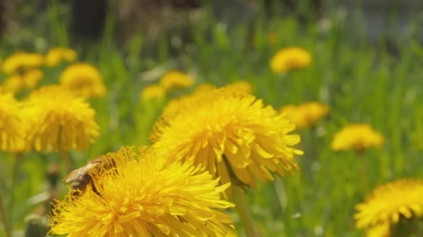 Las abejas recogen polen de las flores — Vídeo de stock