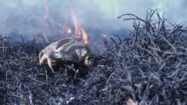 Kosti zvířat shořely při lesním požáru — Stock video