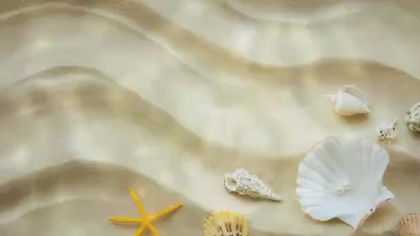 Sandy seabed background with seashells — Stock Video