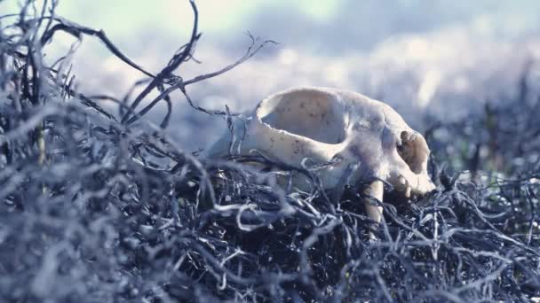 Ossos de animais queimados em um incêndio florestal — Vídeo de Stock